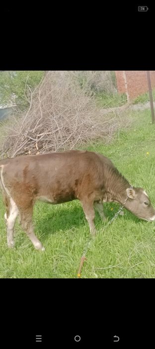 Продам телку 8 месяцев