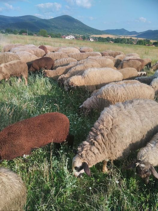 Продавам овце, агнета и шилета