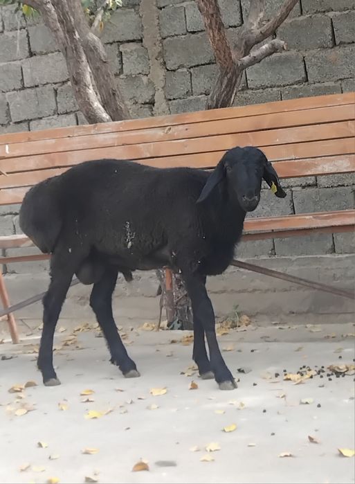 Продаётся Баран породистый