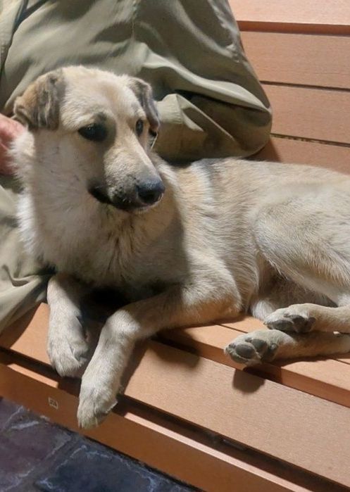 Щенки в добрые руки