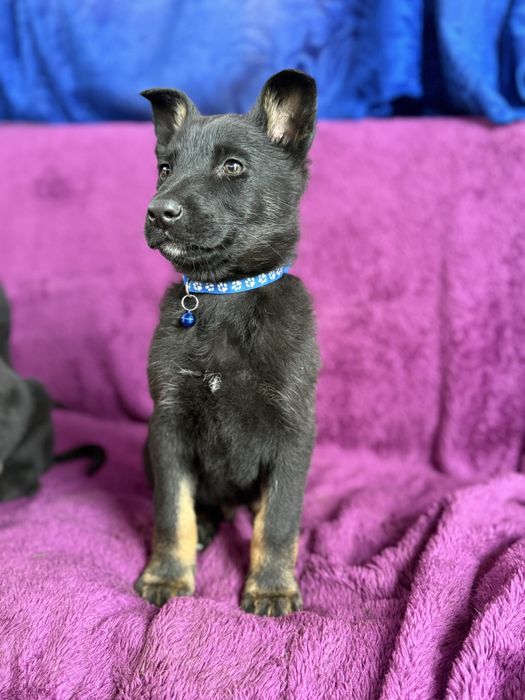 Catelus ciobanesc german cauta casuta