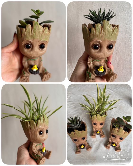 Комнатные растения цветы