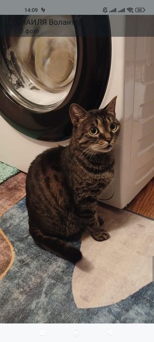 ПодРощенЫе КотЯта