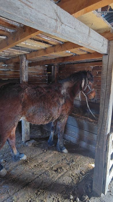 Срочно Продам  Жеребца 2,8 года