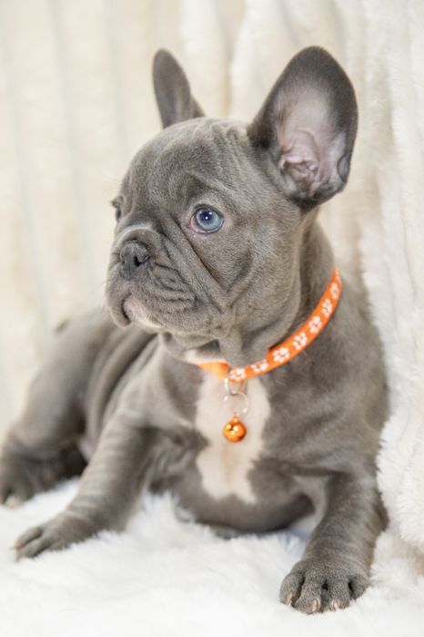 bulldog francez blue