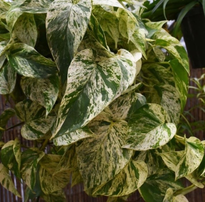 Эпипремнум Мраморная королева