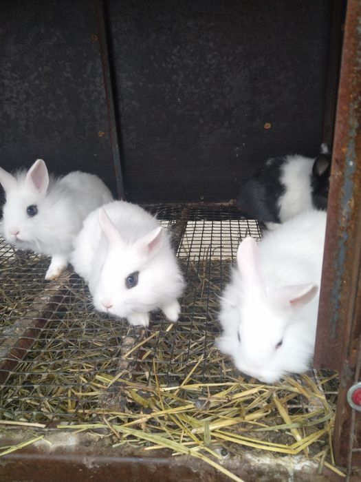Iepuri hotot și minilop.