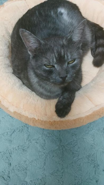 Ищем дом для очень красивого молодого кота