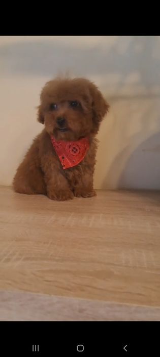 Caniche pitic/Pudel pitic