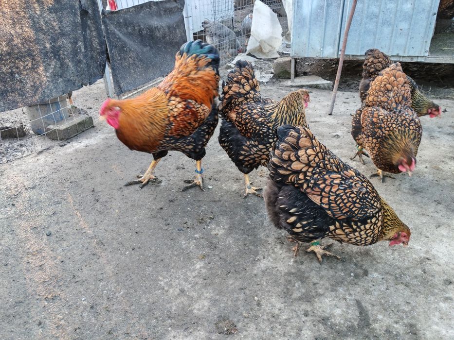 Ouă pt incubat wyandotte GSG