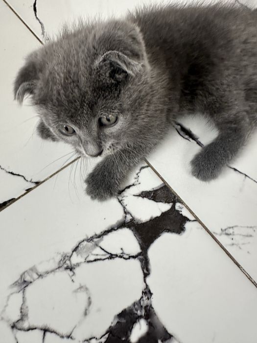 Котенок вислоухий