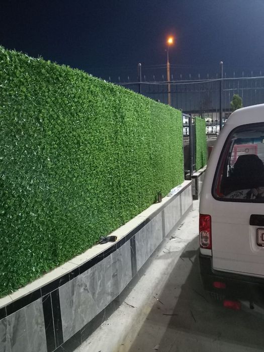 Суний газон ва девор