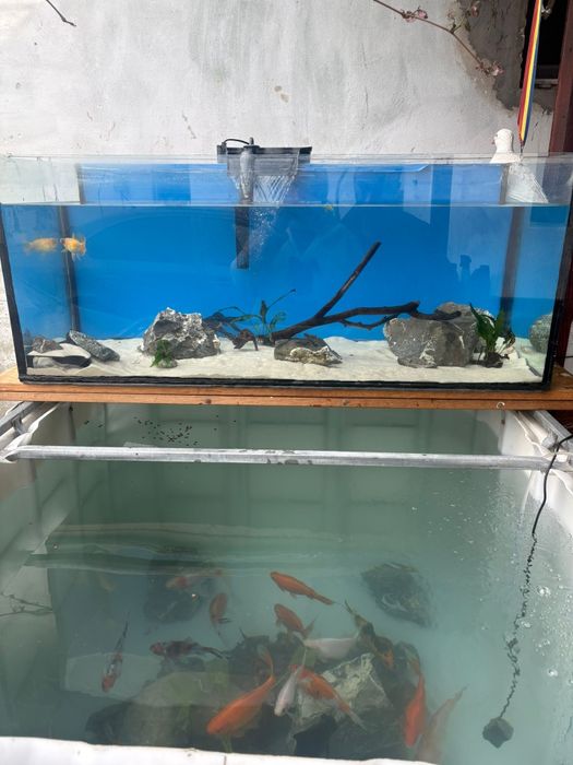 Acvariu foarte mare de 200l