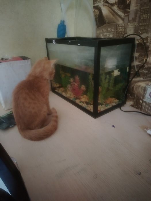 Даром отдам котенок