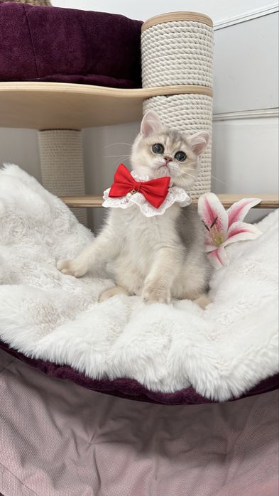 British Shorthair Chinchilla Blue Golden -  Fetita cu certificat pedigree