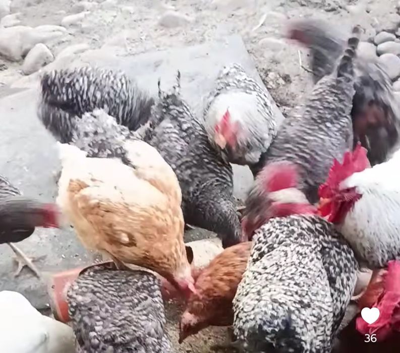 Găini tinere mari