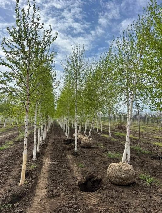 Plante ornamentale de gradina