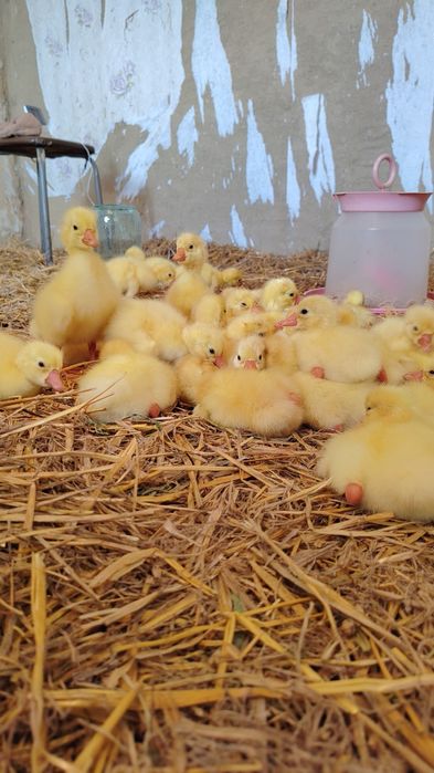 Продам гусяток линда