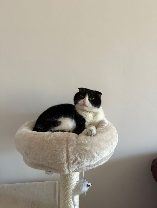 Ansamblu de joacă pisici cu stâlpi de sisal