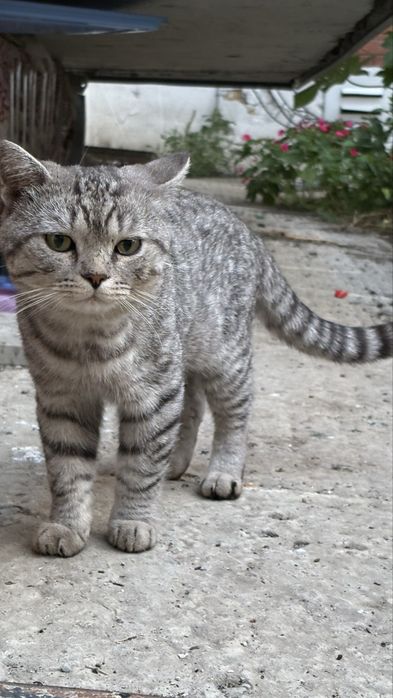 Кот в поисках семьи