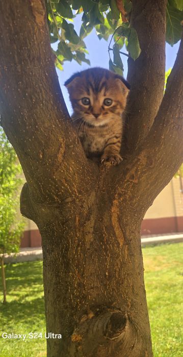 Котята редких окрасов: золотые шиншиллы, кремовые, серебристые- 2 мес