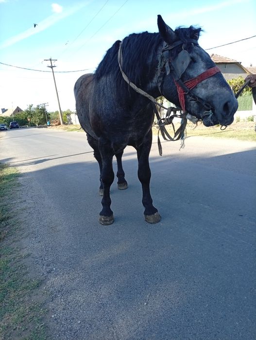 Vând armăsar de 3 ani sur