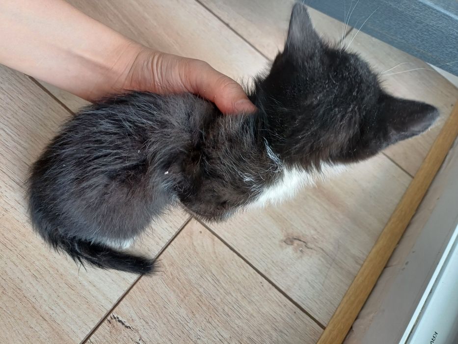 Котенок 2 месяца девочка