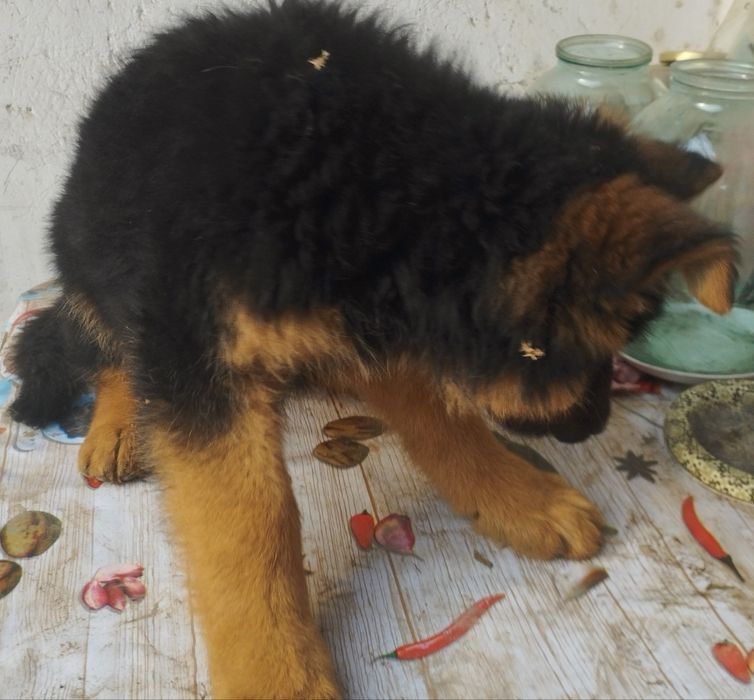 Щенки немецкой овчарки