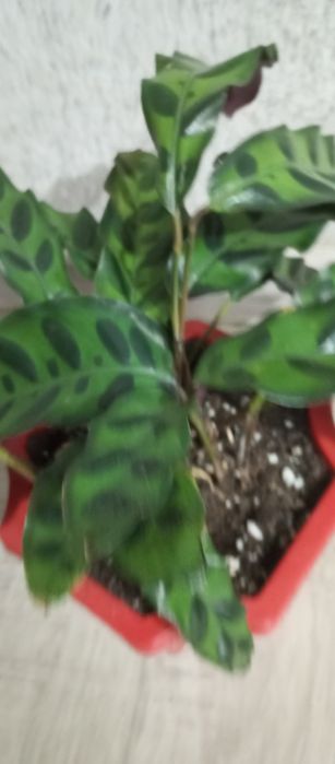 Калатея лансифолия