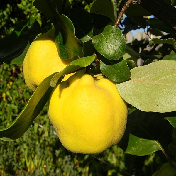 Puieti pomi fructiferi