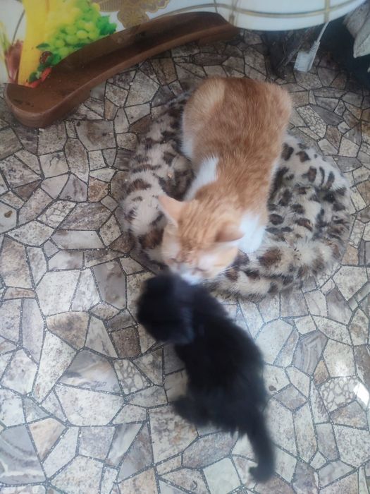 Отдам кота в хорошие руки