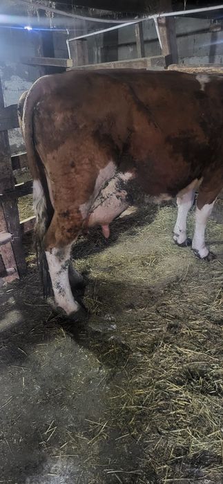 Vand vaci de lapte forte bune 6 si 7 ani vacile sunt  forte cumit ubla