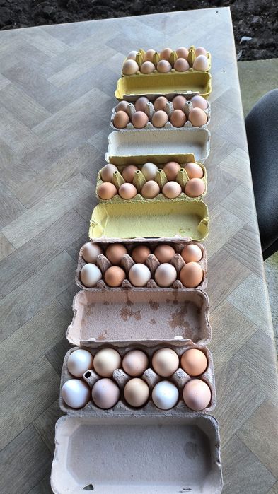 Vând ouă de la găini fericite