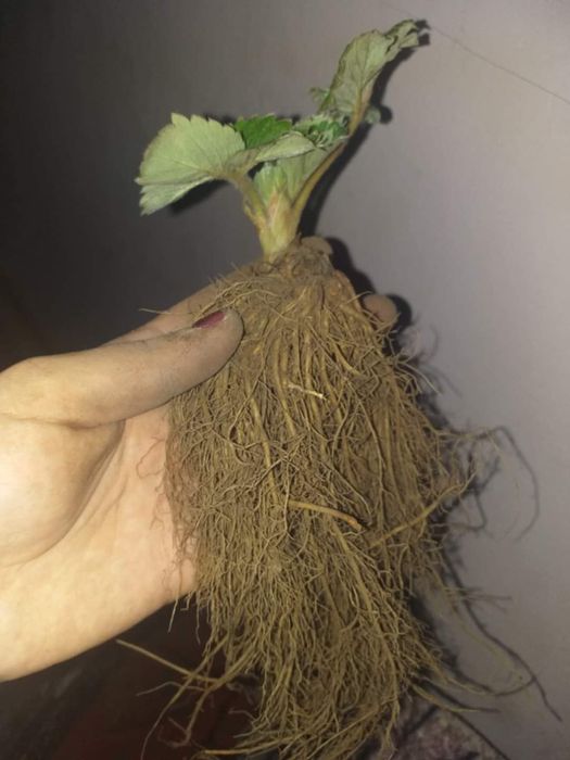 Разсад ягоди Азия, Клауди, Ароза – силен разсад, евтино 0.25 €