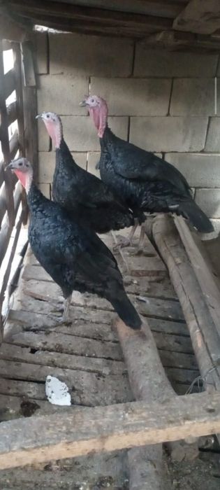 Үндік сатылады екі ұрғашы бір еркек