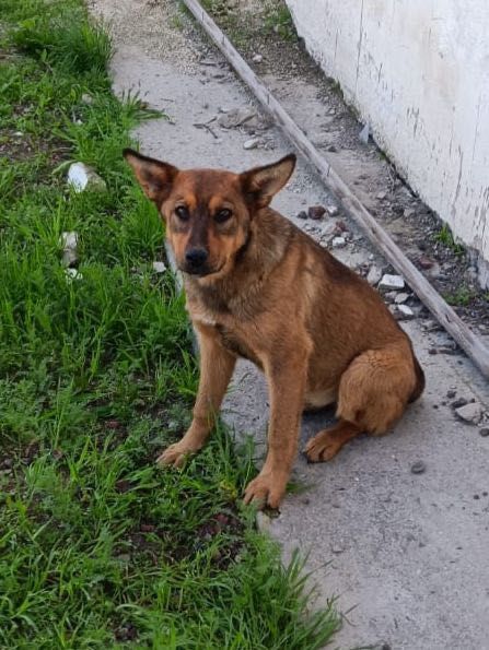 Злые  сторожевые щенки