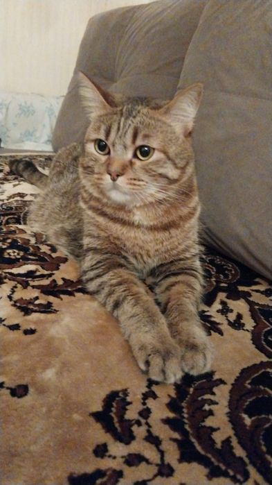 Отдами котика в добрые руки