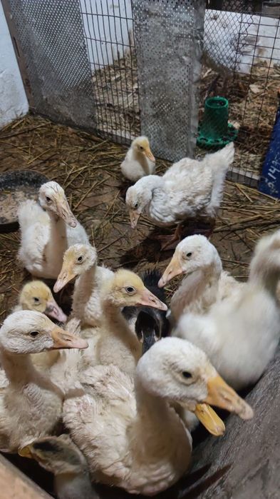 Гусята домашние двухмесячные