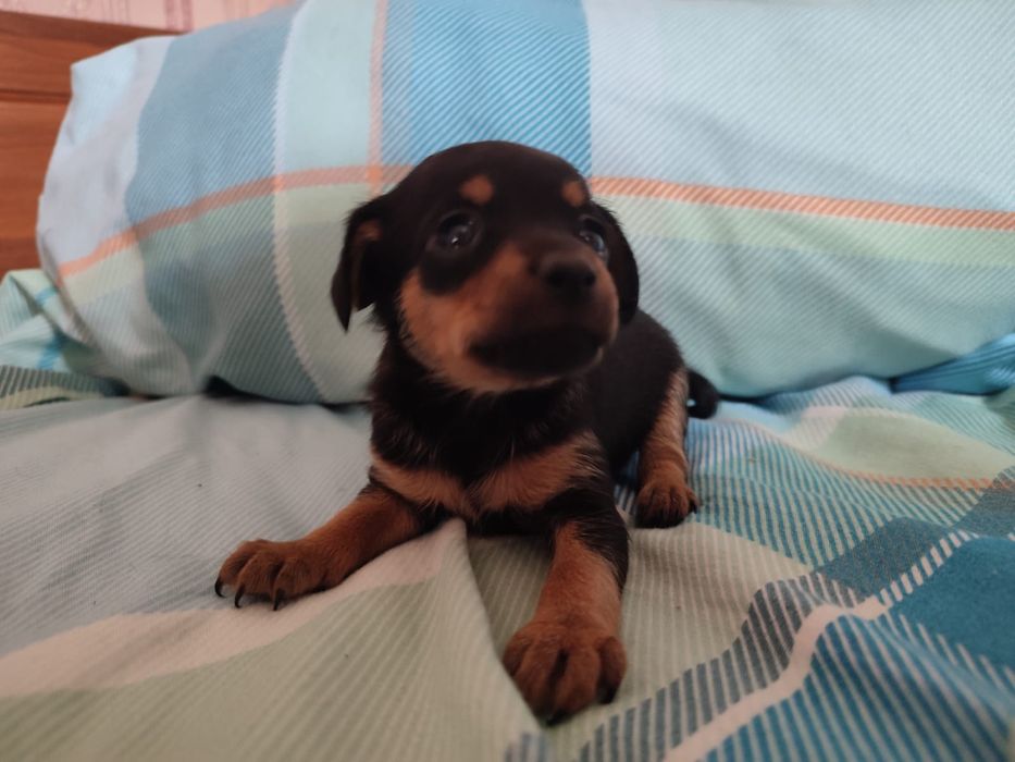 Продам щенков породы мини той