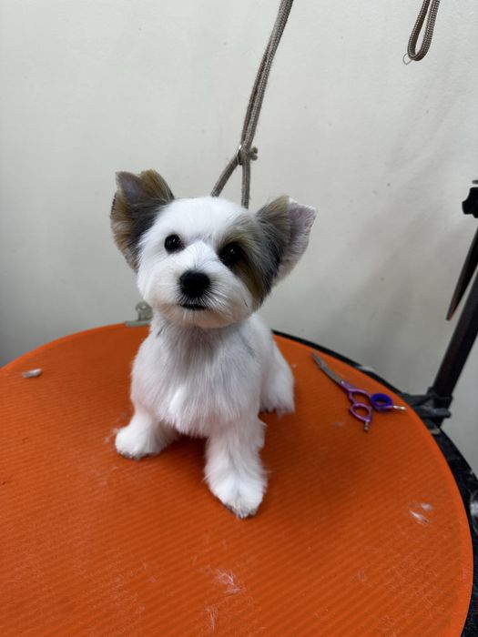 Груминг животных