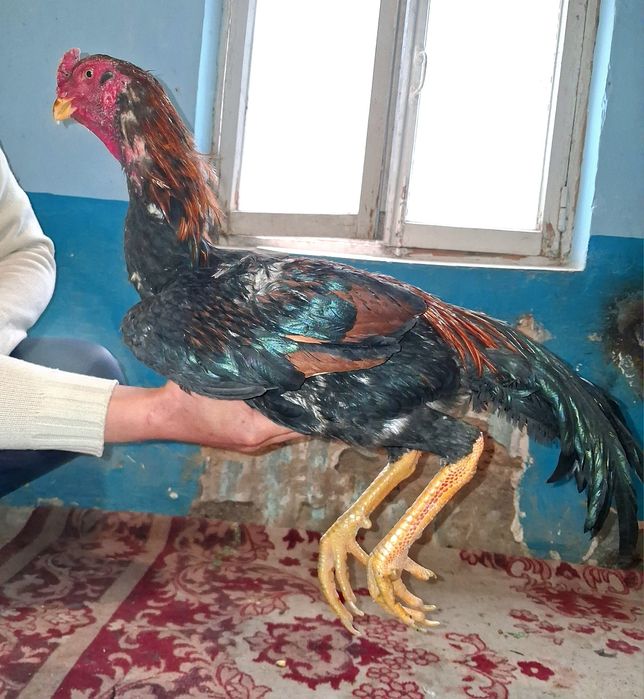 Продам петушка!!
