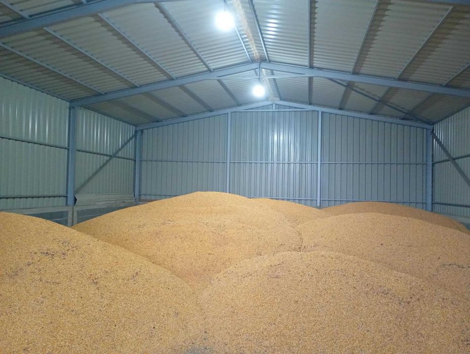 Vand porumb calitate superioara