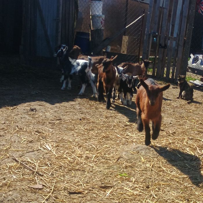 Iezi de vanzare preț 25 lei kg