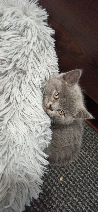 Британски късокосмести котенца