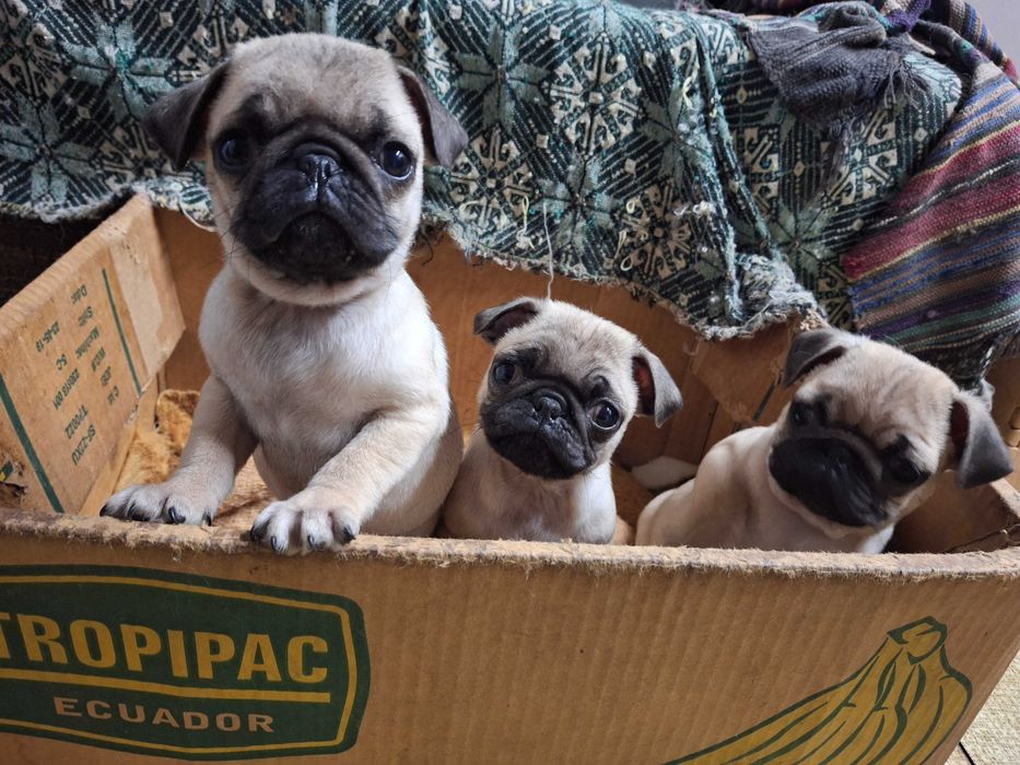 Мопс продавам малки