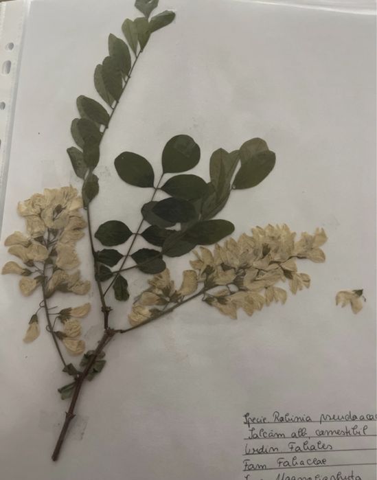Ierbar 40 plante