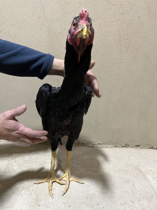 Kulangin Xoroz toza zot