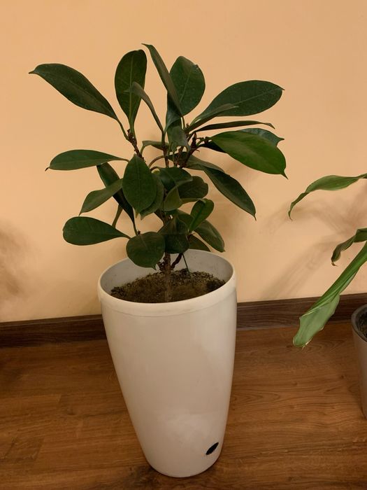 Фикусы разных сортов