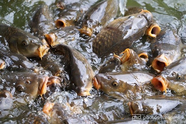 Живая рыба, сазан, карп