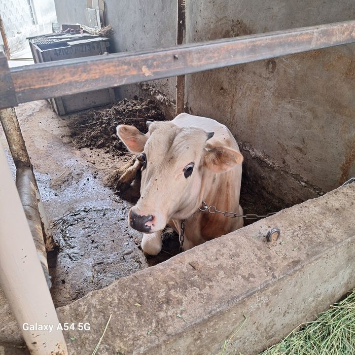 Buqa sotiladi . Xokiz.